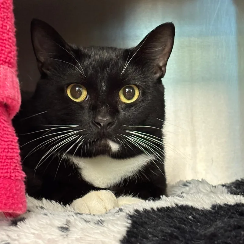 An adult large-sized male Black Domestic Short Hair cat named Gato for adoption in Springfield, MA