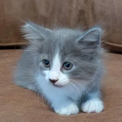 A baby medium-sized female Domestic Short Hair cat named Ember Sparks for adoption in Savannah, GA