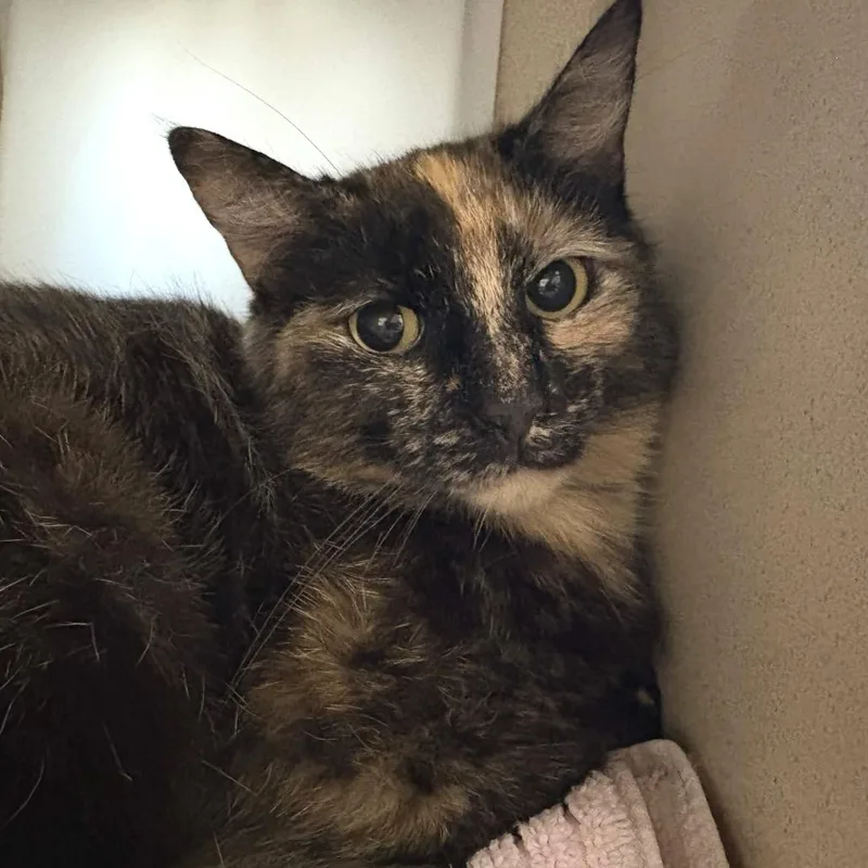 A young medium-sized female Tortoiseshell Domestic Short Hair cat named Fresca for adoption in Gloucester, VA