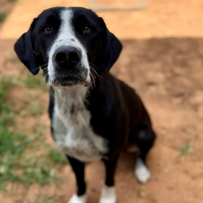 Piper