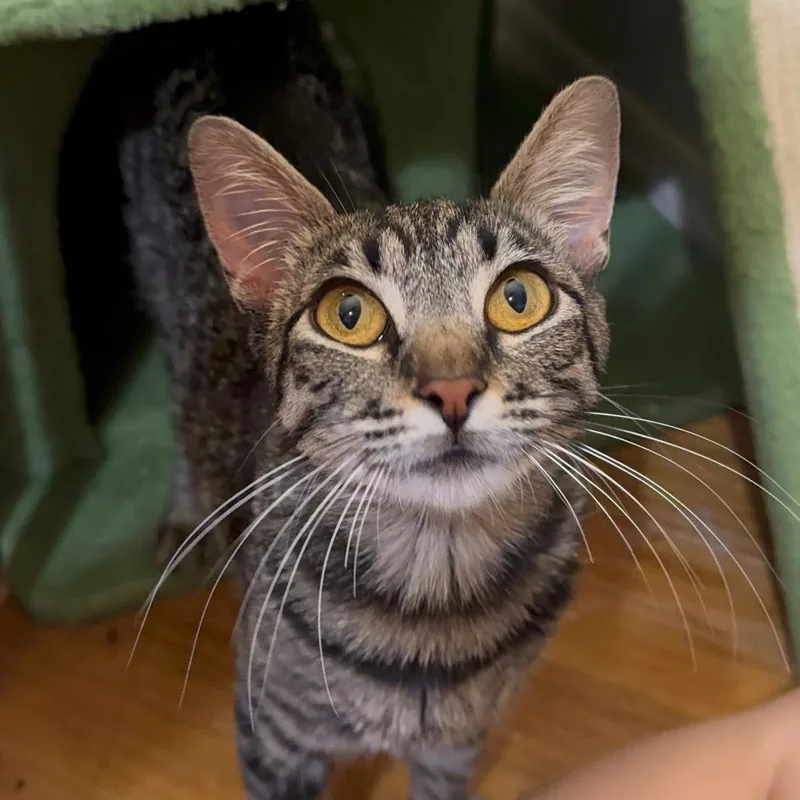 A young medium-sized female Domestic Short Hair cat named Gemma for adoption in Santa Barbara, CA