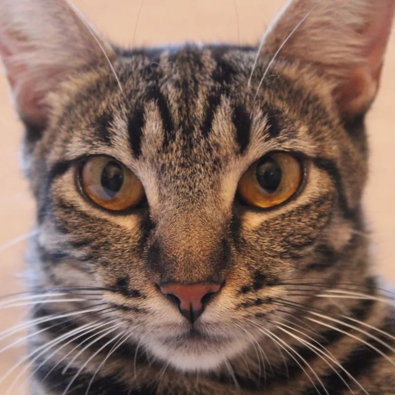 Gemma thumbnail 2