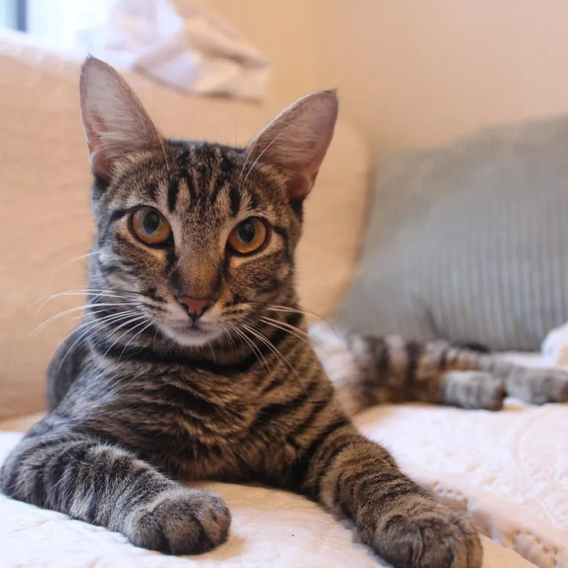 Gemma thumbnail 3