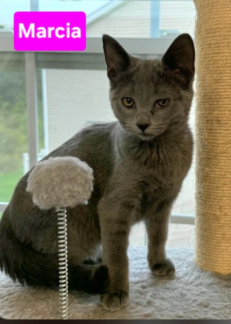 A baby small-sized female Gray / Blue / Silver Domestic Short Hair cat named Marcia for adoption in Brighton, MI