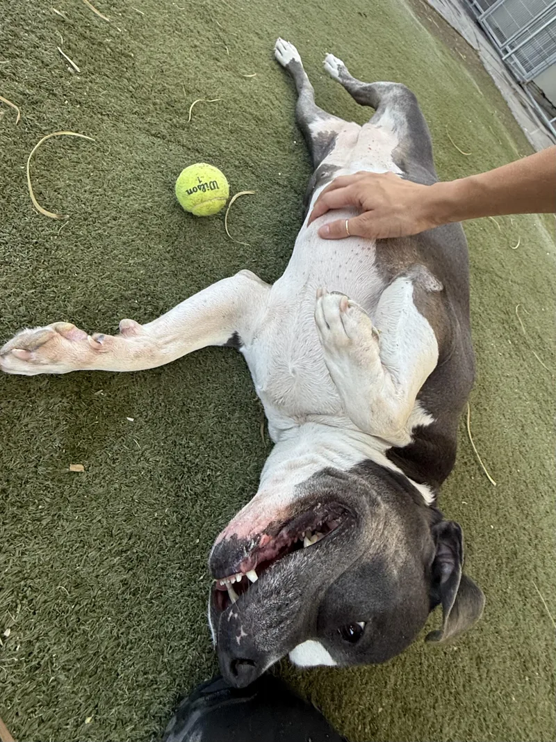 An adult medium-sized female Pit Bull Terrier dog named Mia for adoption in Boulder City, NV