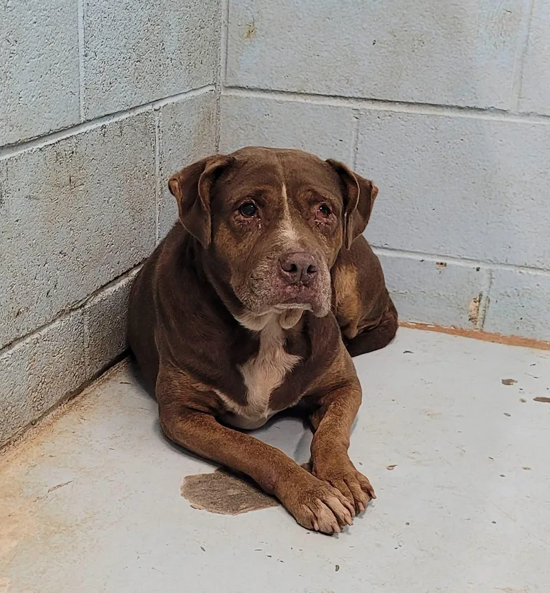 An adult medium-sized female Mixed Breed dog named Beauty my person went for adoption in Conway, SC