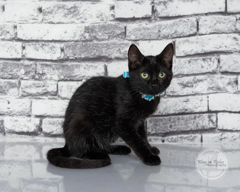 A baby medium-sized female Bombay cat named Margo for adoption in Tuscaloosa, AL