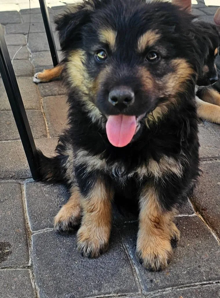 A baby medium-sized male Shepherd dog named Bender for adoption in Mesa, AZ