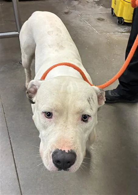A young large-sized male Pit Bull Terrier dog named Gemstone for adoption in Phoenix, AZ