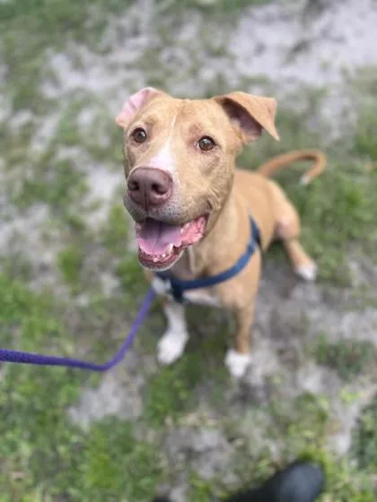 An adult large-sized male Mixed Breed dog named Chico for adoption in Vero Beach, FL