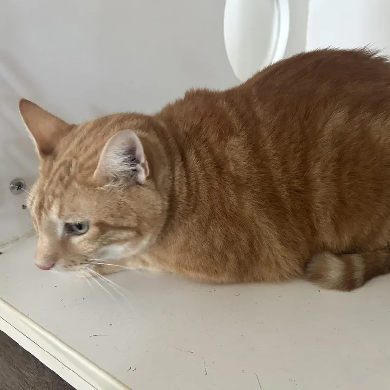 A young small-sized male Orange / Red Domestic Short Hair cat named Murphy for adoption in Portland, TX