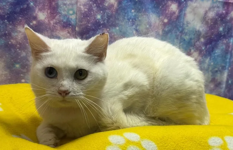 An adult large-sized female Domestic Short Hair cat named Marshmallow for adoption in Washington Court House, OH
