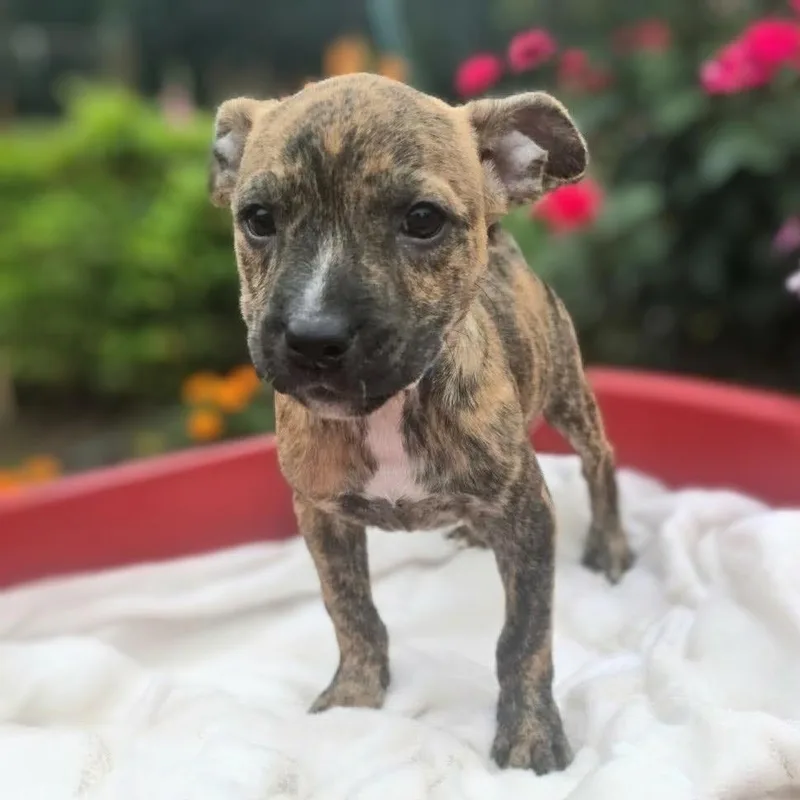 A baby medium-sized female Brindle Pit Bull Terrier dog named Rumi for adoption in Griswold, CT