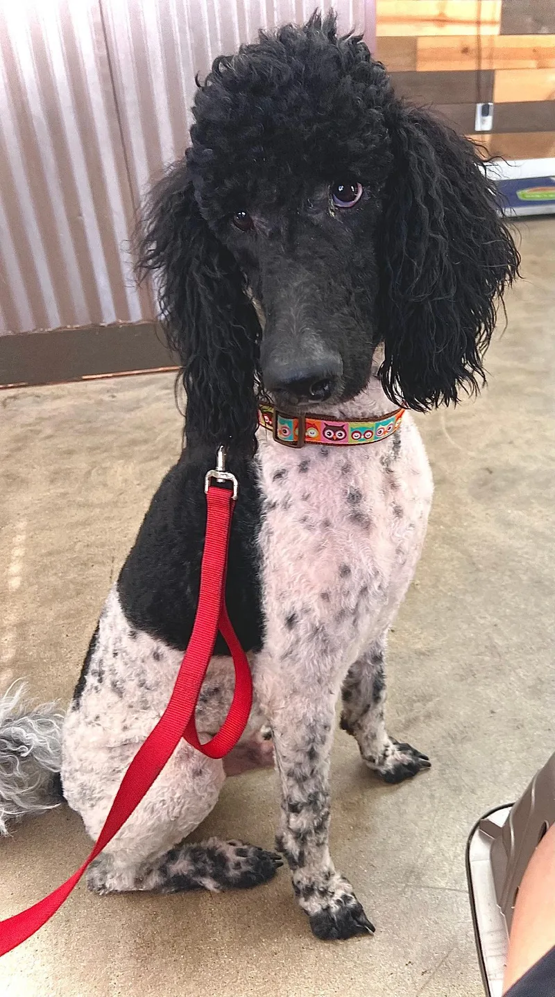 An adult medium-sized male Harlequin Poodle dog named Bruno P for adoption in Carrollton, TX