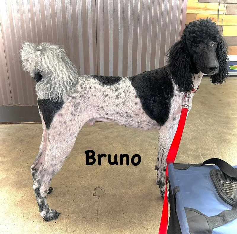 Bruno P thumbnail 2