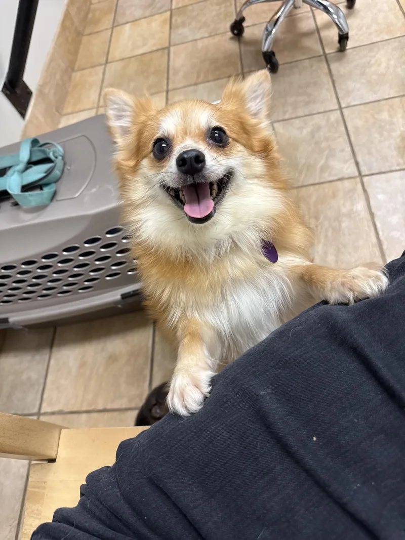 An adult small-sized female Pomeranian dog named Eloise for adoption in Hillsborough, NC