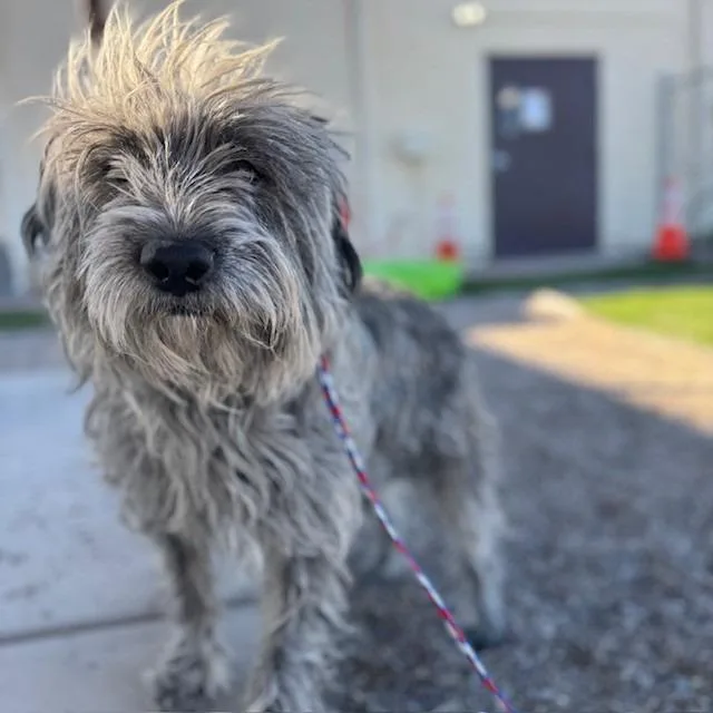 An adult medium-sized male Gray / Blue / Silver Standard Schnauzer dog named Goober for adoption in Bullhead City, AZ