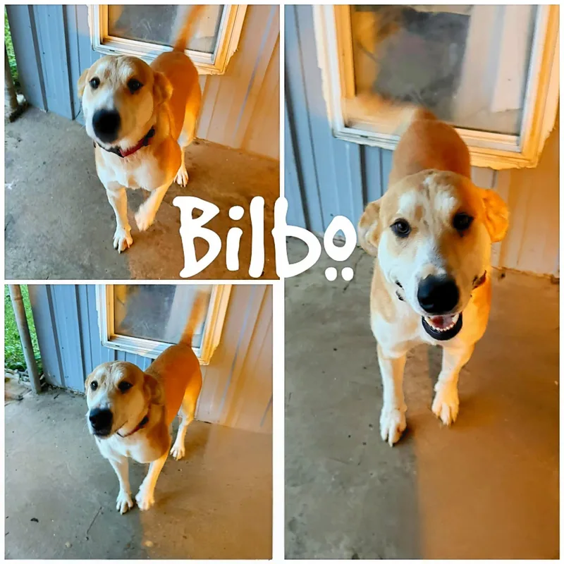 Bilbo