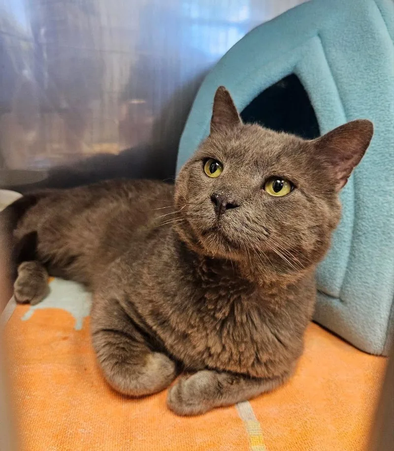 An adult large-sized male Gray / Blue / Silver Domestic Short Hair cat named Stray cat found in for adoption in Medfield, MA