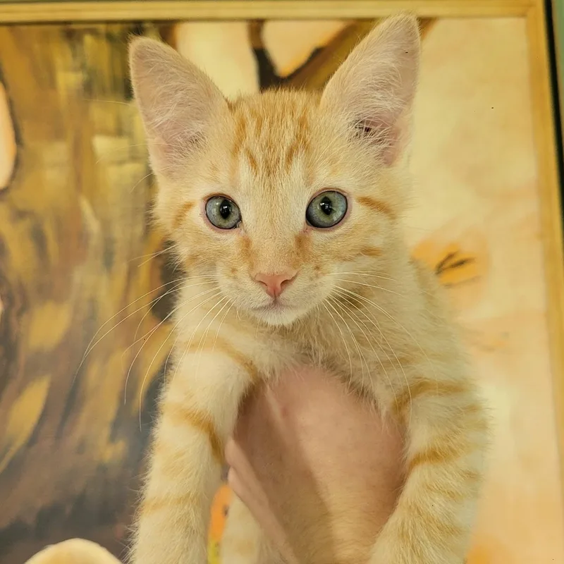 A baby small-sized male Tabby (Orange / Red) Domestic Short Hair cat named Tuba for adoption in Spencer, IA