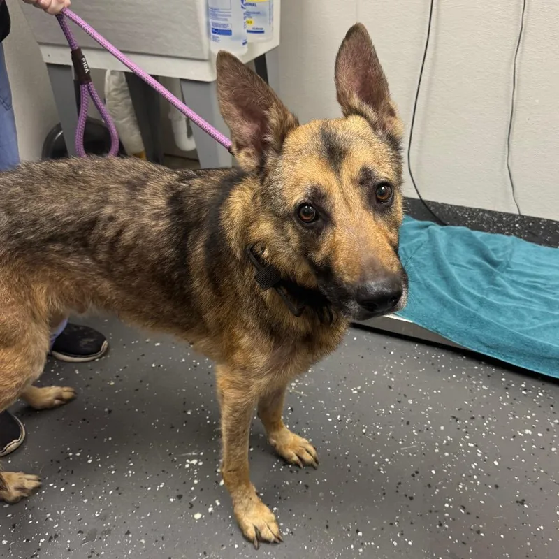 An adult large-sized male Brown / Chocolate Mixed Breed dog named Roper for adoption in Columbiana, AL