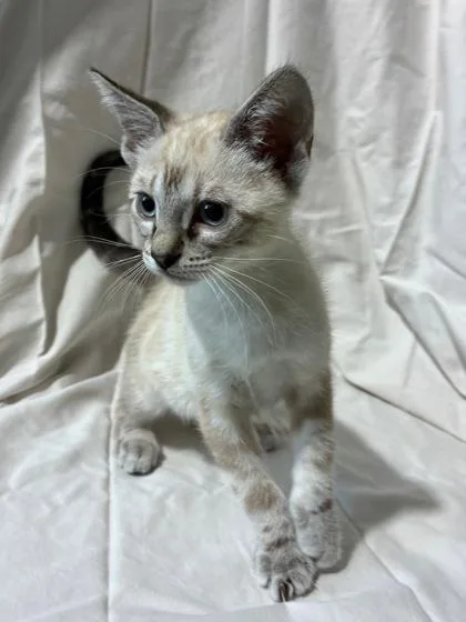 A baby small-sized male Domestic Medium Hair cat named Gemini for adoption in New Orleans, LA