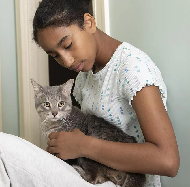 An adult medium-sized male Tabby (Gray / Blue / Silver) Tabby cat named Fields for adoption in Chicago, IL