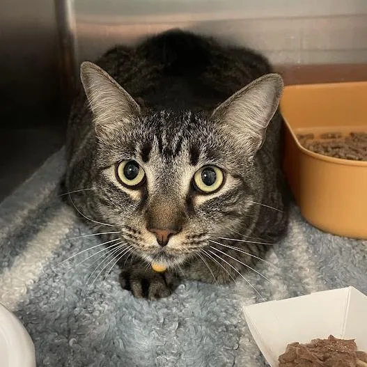 An adult large-sized female Brown / Chocolate Domestic Short Hair cat named Katie for adoption in Port Charlotte, FL