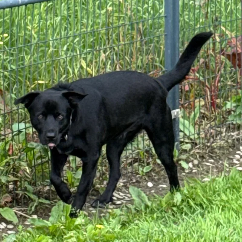 Kel Pawsinprison Graduate