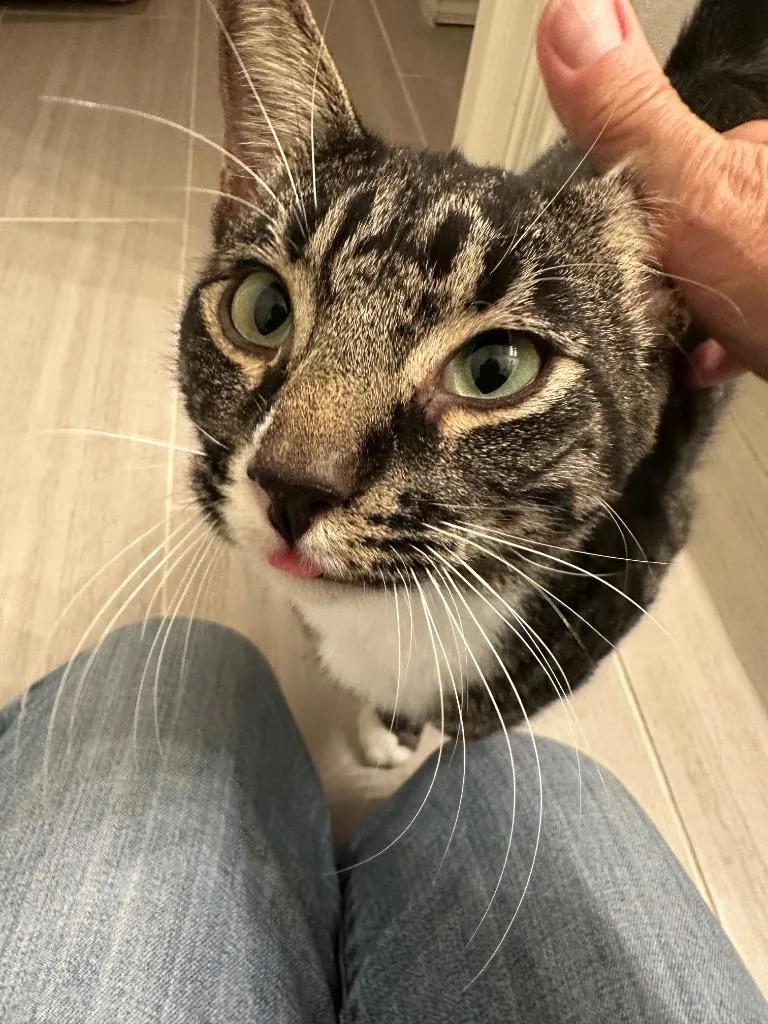 A young small-sized male Domestic Short Hair cat named Raising Cane for adoption in Claremore, OK