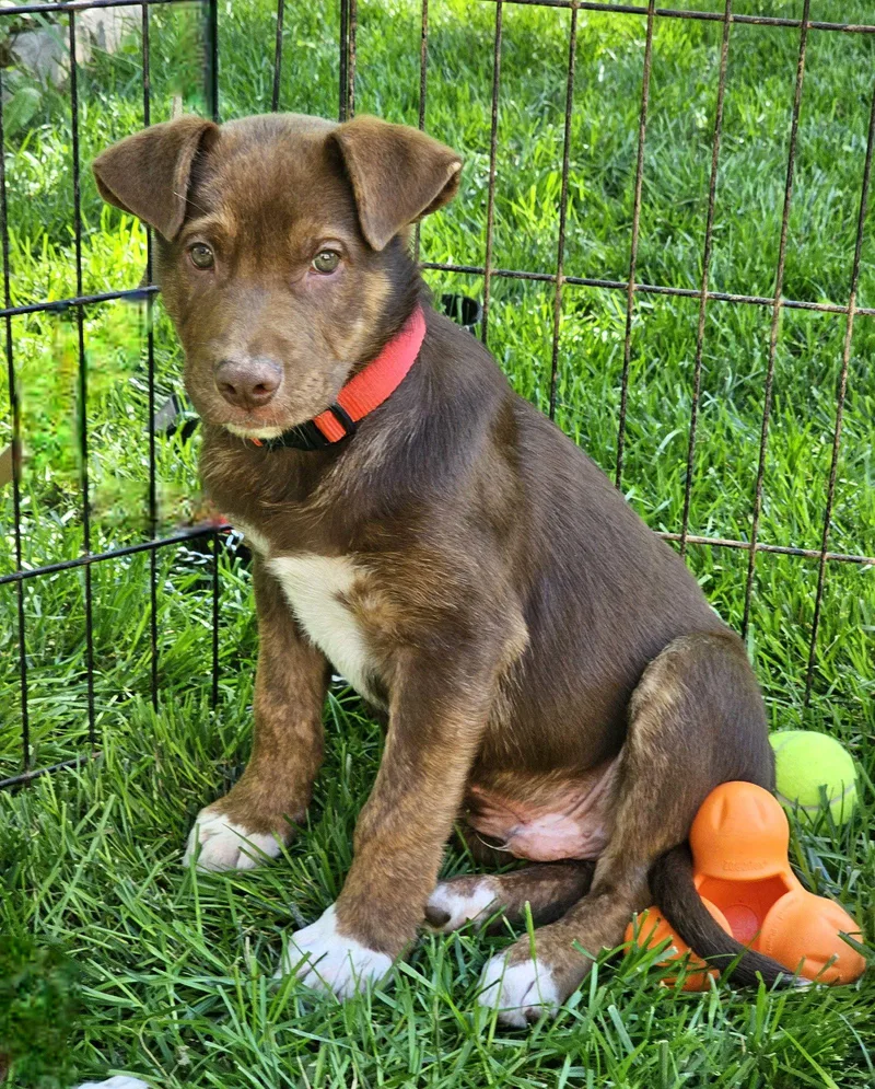 Puppy Bob Marley thumbnail 2