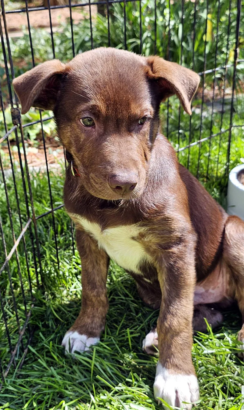 Puppy Bob Marley thumbnail 3