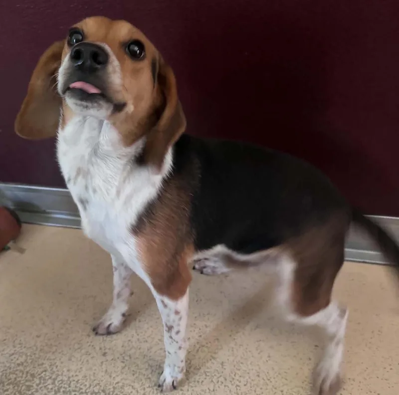 A young small-sized male Tricolor (Brown, Black, & White) Beagle dog named Dewey for adoption in Tappahannock, VA