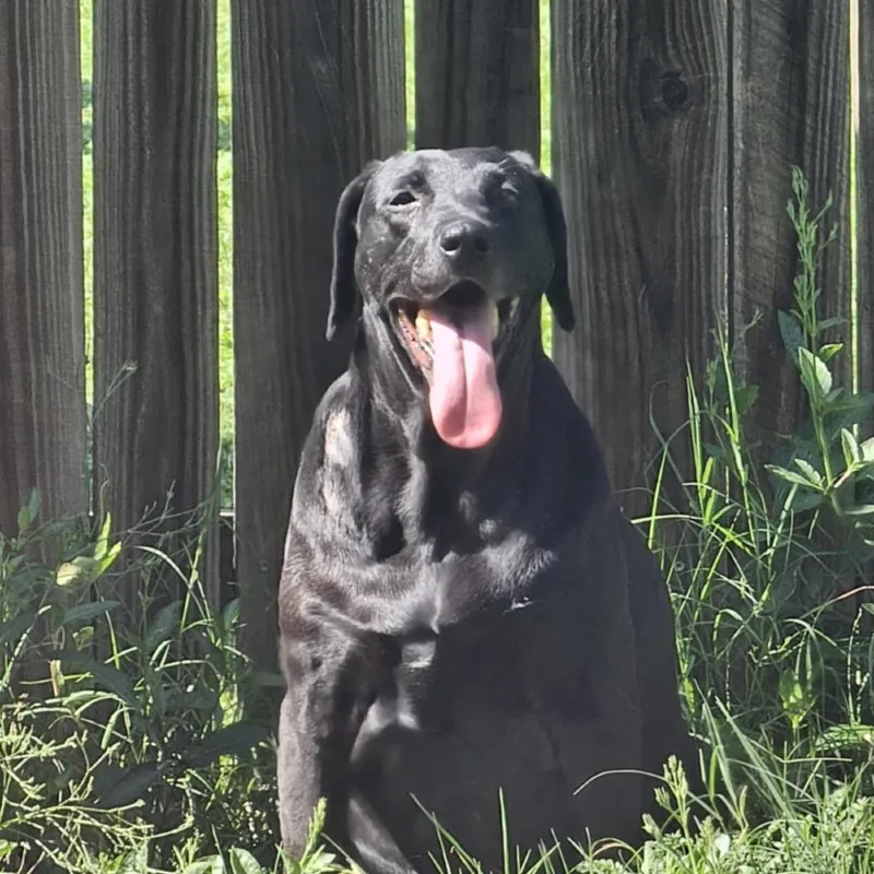 A senior large-sized female Black Labrador Retriever dog named Koko aka Lovebug RE for adoption in Austin, TX