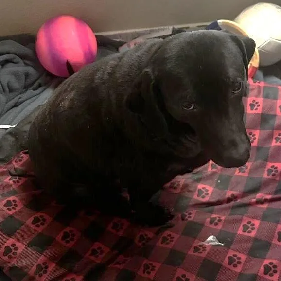 Koko aka Lovebug RE thumbnail 2
