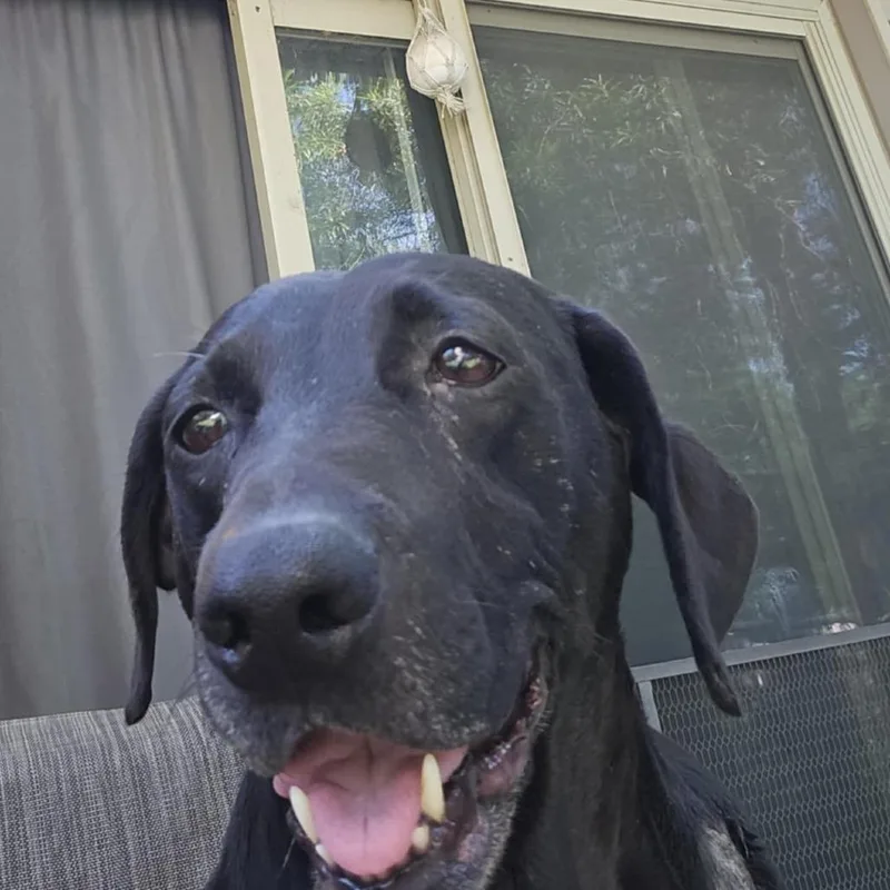 Koko aka Lovebug RE thumbnail 3