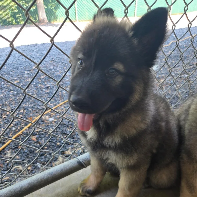 A baby small-sized male Sable German Shepherd Dog dog named Woody for adoption in Mount Gilead, NC