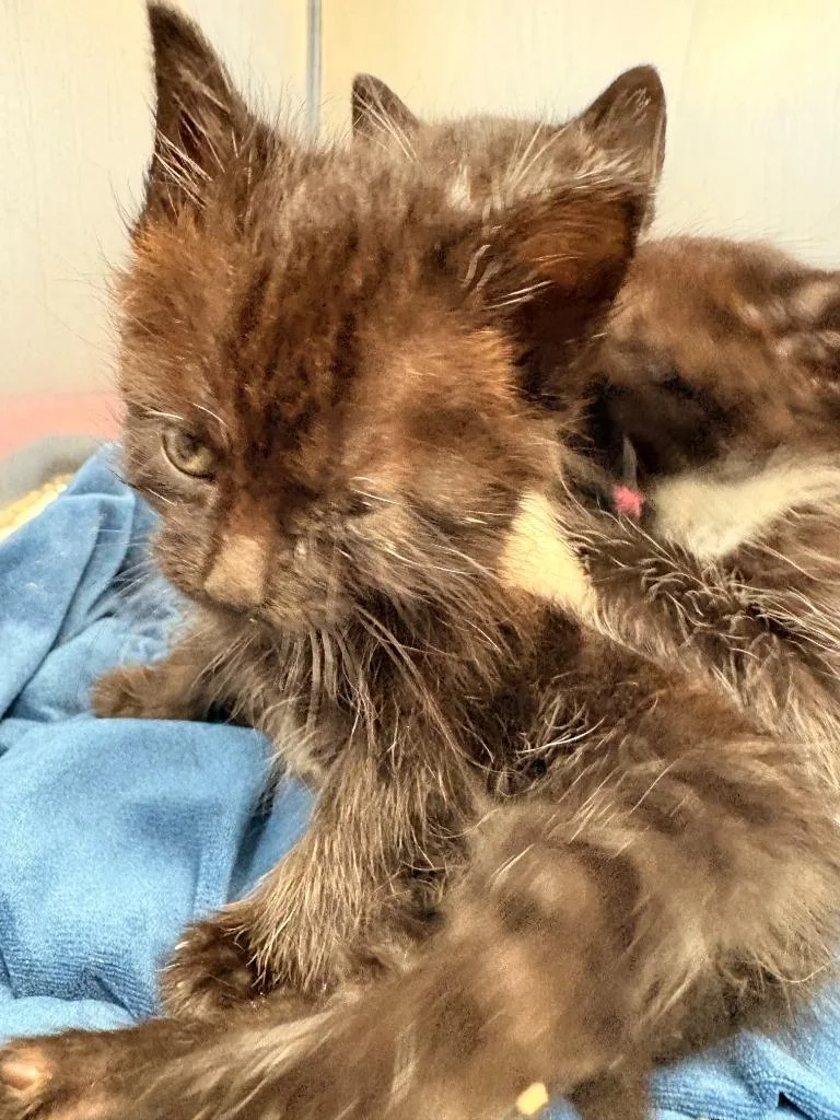 A baby large-sized male Domestic Short Hair cat named Tux for adoption in Rensselaer, IN