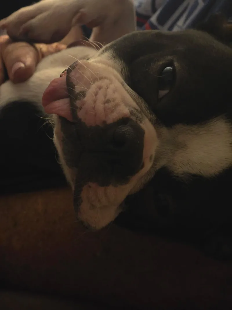 A young medium-sized male Boston Terrier dog named Pluto for adoption in Van Vleck, TX