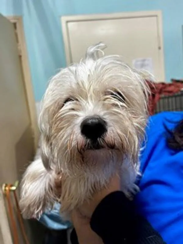 An adult small-sized female Maltese dog named Annabelle for adoption in Dallas, GA
