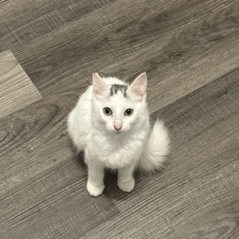 A baby small-sized female Gray & White Domestic Medium Hair cat named Star for adoption in Cat Spring, TX