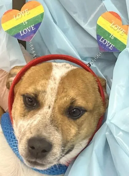 A baby medium-sized female Mixed Breed dog named Maple for adoption in Madison, NJ