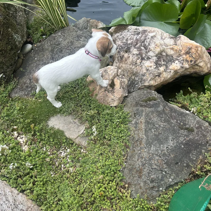 A baby small-sized female Bicolor Jack Russell Terrier dog named Millie for adoption in Ellicott City, MD