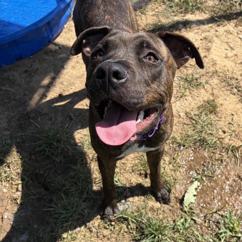 A baby large-sized male Brindle Pit Bull Terrier dog named Snickers for adoption in Manassas, VA