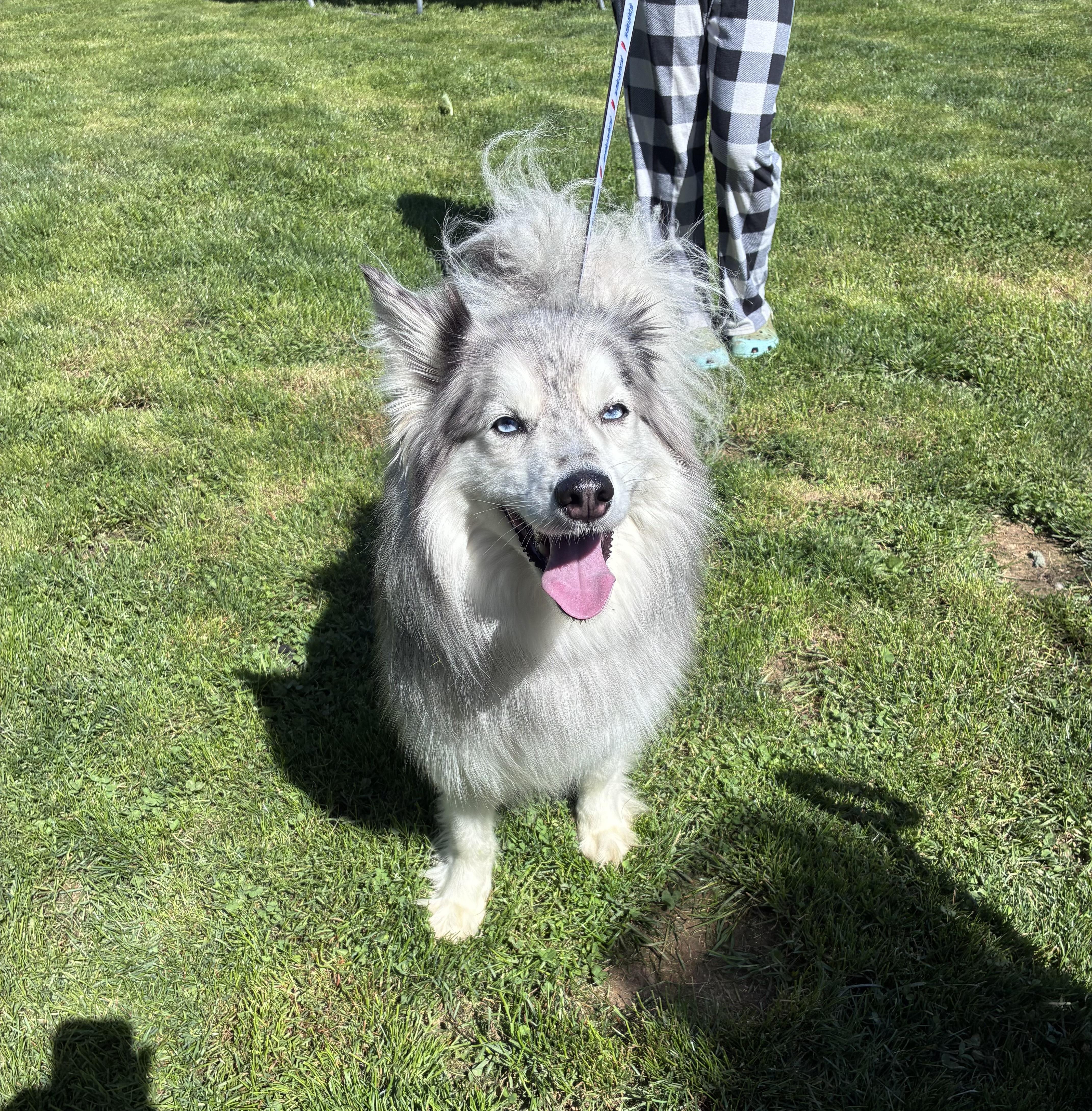 An adult medium-sized male Pomsky dog named Gus for adoption in Lincoln University, PA