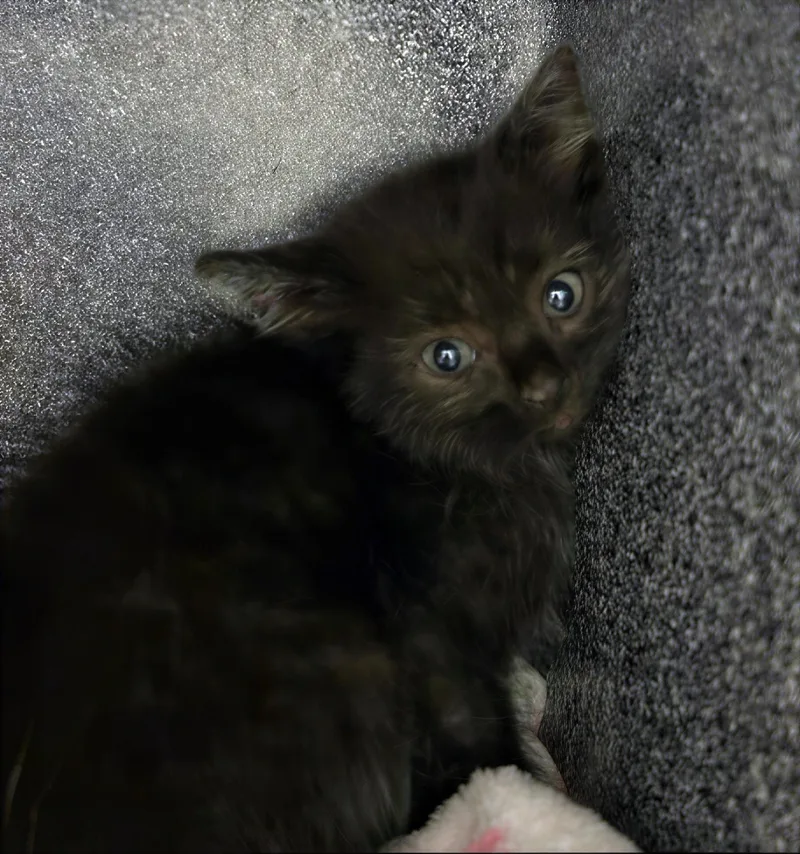 A baby medium-sized male Black Domestic Short Hair cat named Mr. Wisp for adoption in Nashville, TN