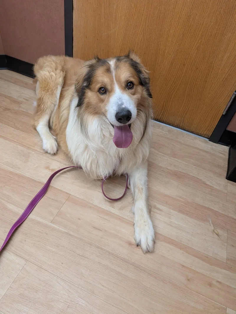 A young medium-sized male Great Pyrenees dog named Noah for adoption in Powell, OH