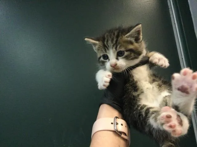 A baby small-sized female Domestic Short Hair cat named Tulip for adoption in Thousand Palms, CA