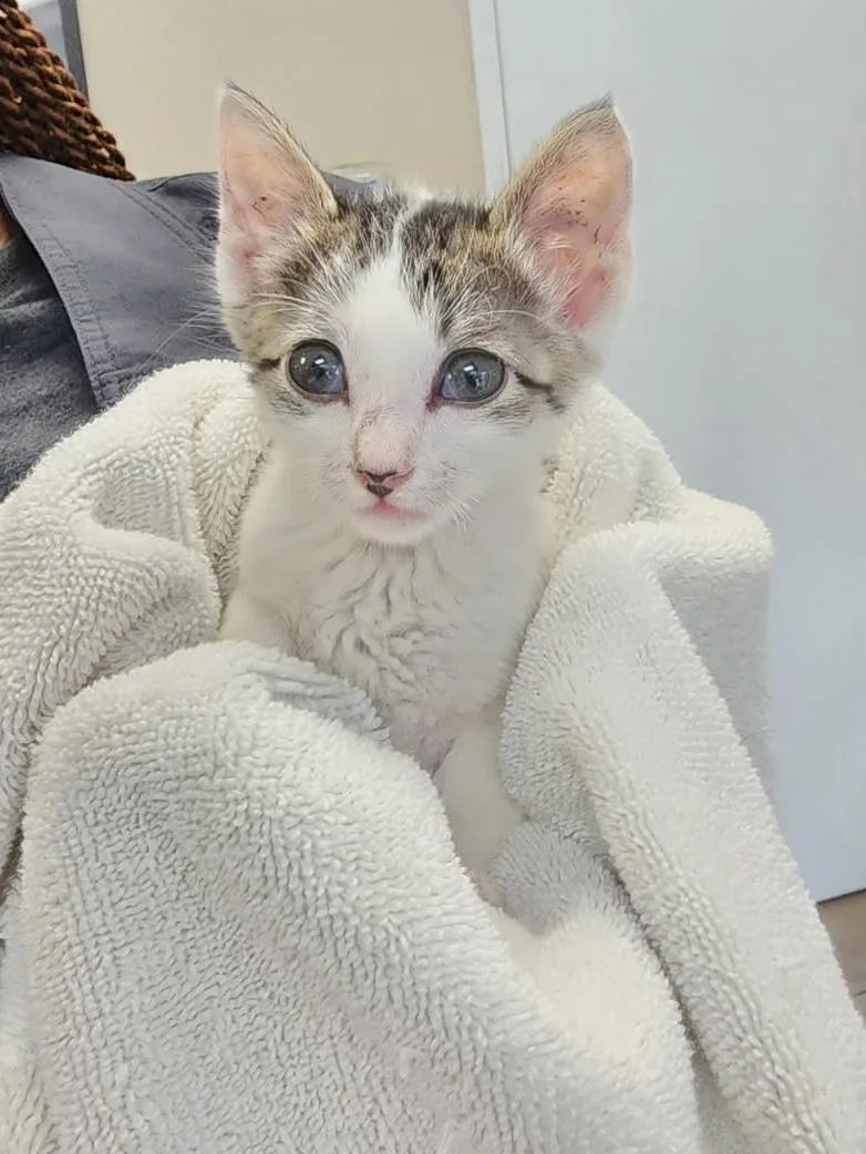 A baby small-sized male Domestic Short Hair cat named Sparkles for adoption in Houston, TX