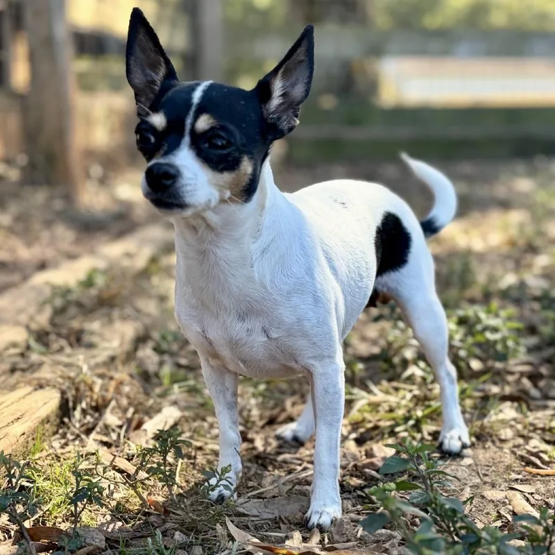 An adult small-sized female White / Cream Chihuahua dog named Baby for adoption in Tyrone, GA